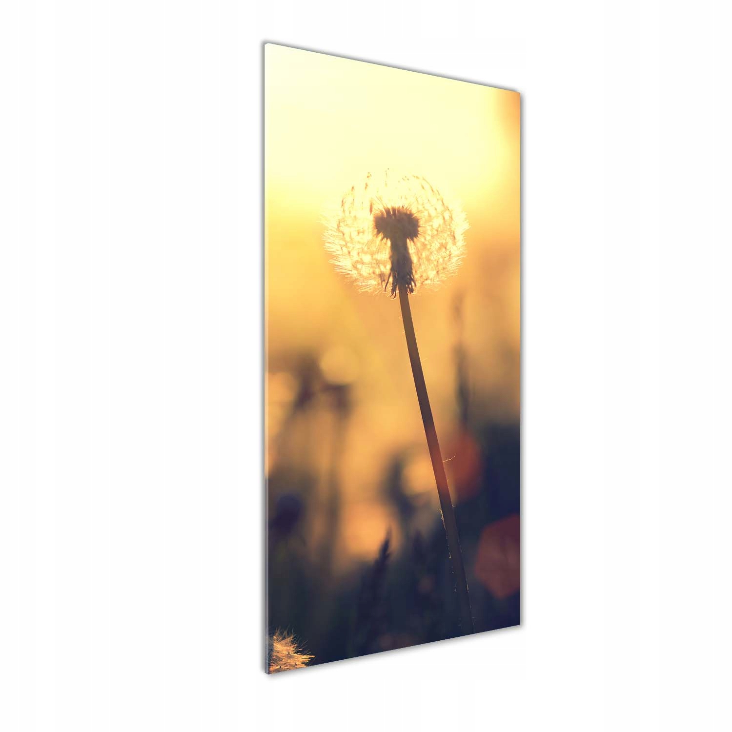 

Foto obraz szkło hartowane Dmuchawiec 50x125 cm