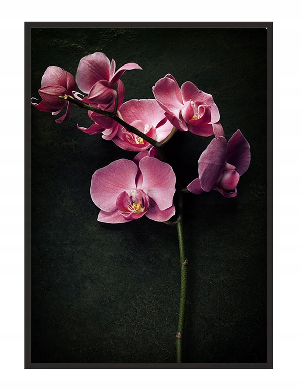 

Obraz Plakat W Ramie 43x33 cm Storczyk P1236