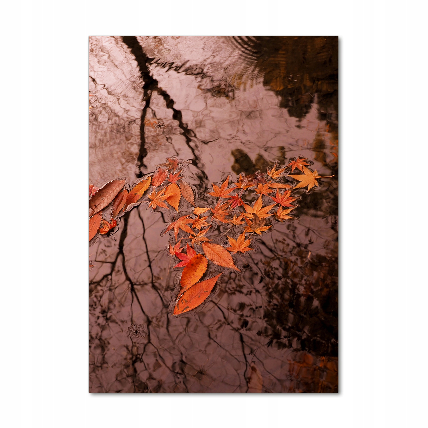 

Foto obraz szkło akrylowe Jesienne liście 70x100cm