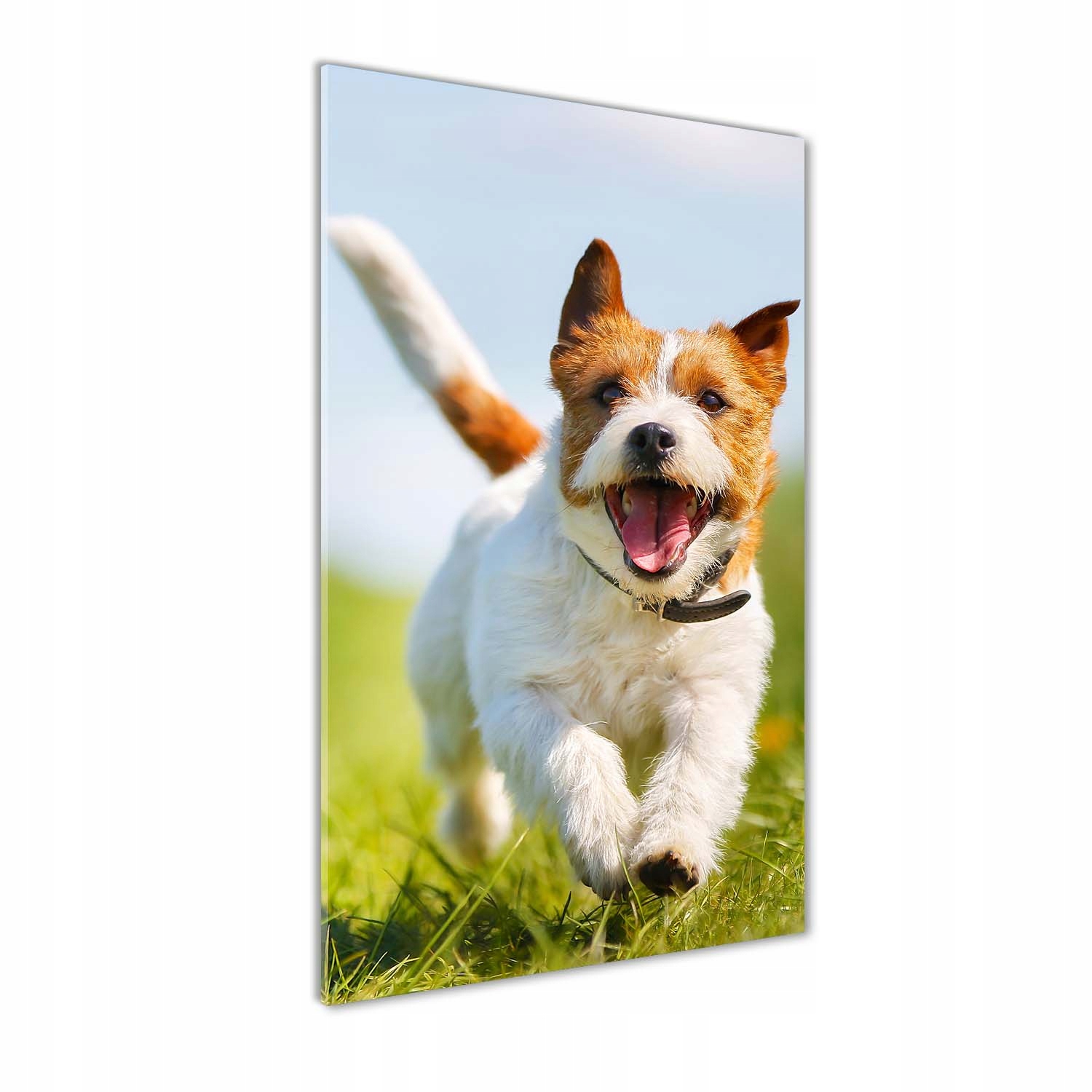 

Foto obraz akrylowy Pies Jack Russell 70x140 cm