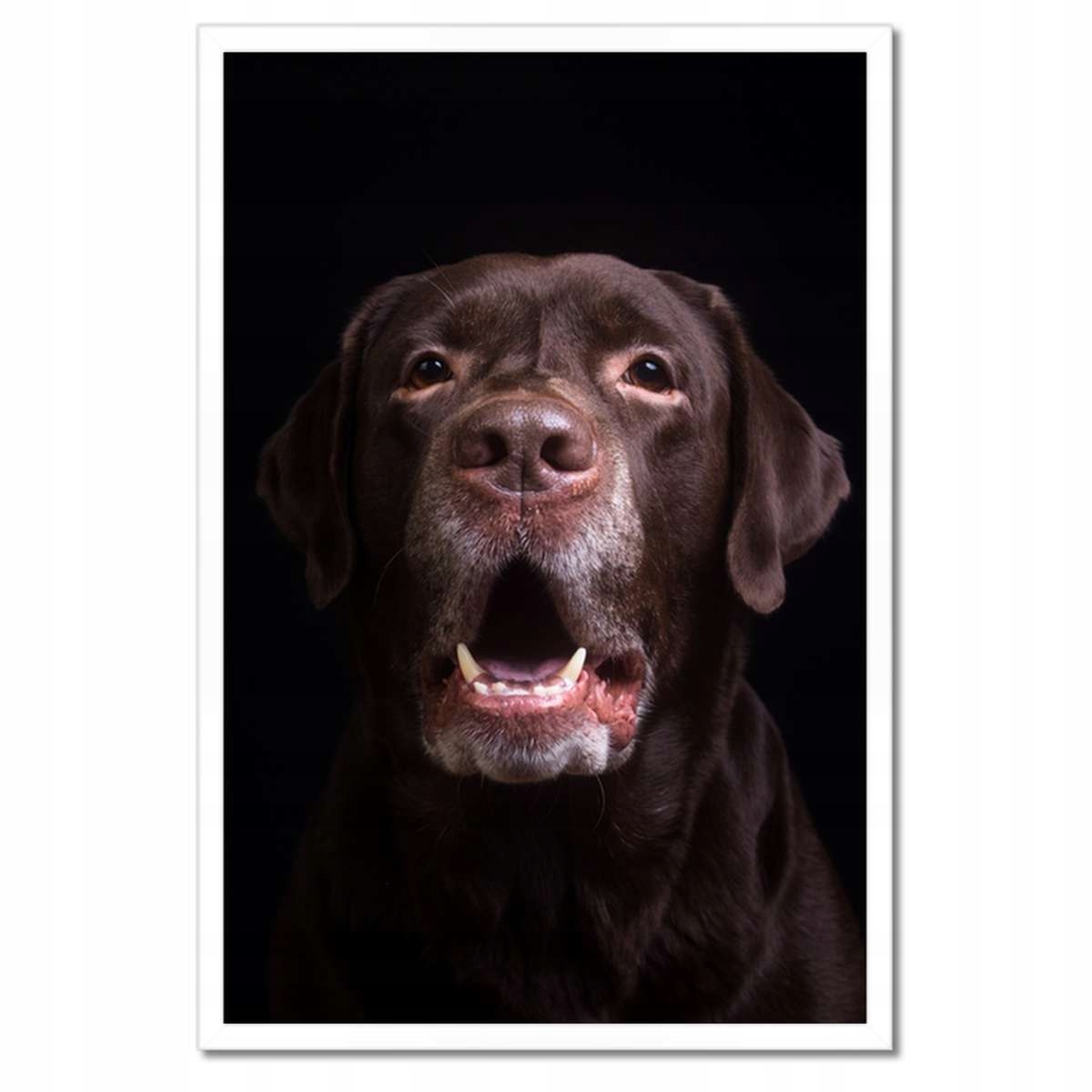 Plakáty v rámu 40x60 Portrét labradora psa