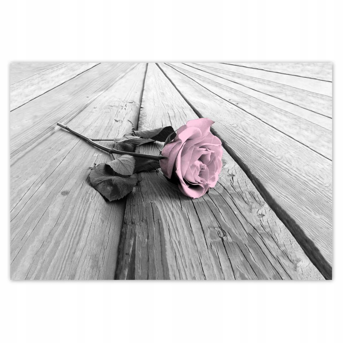 Plakáty 200x135 Pudrová růžová Old pink Rose