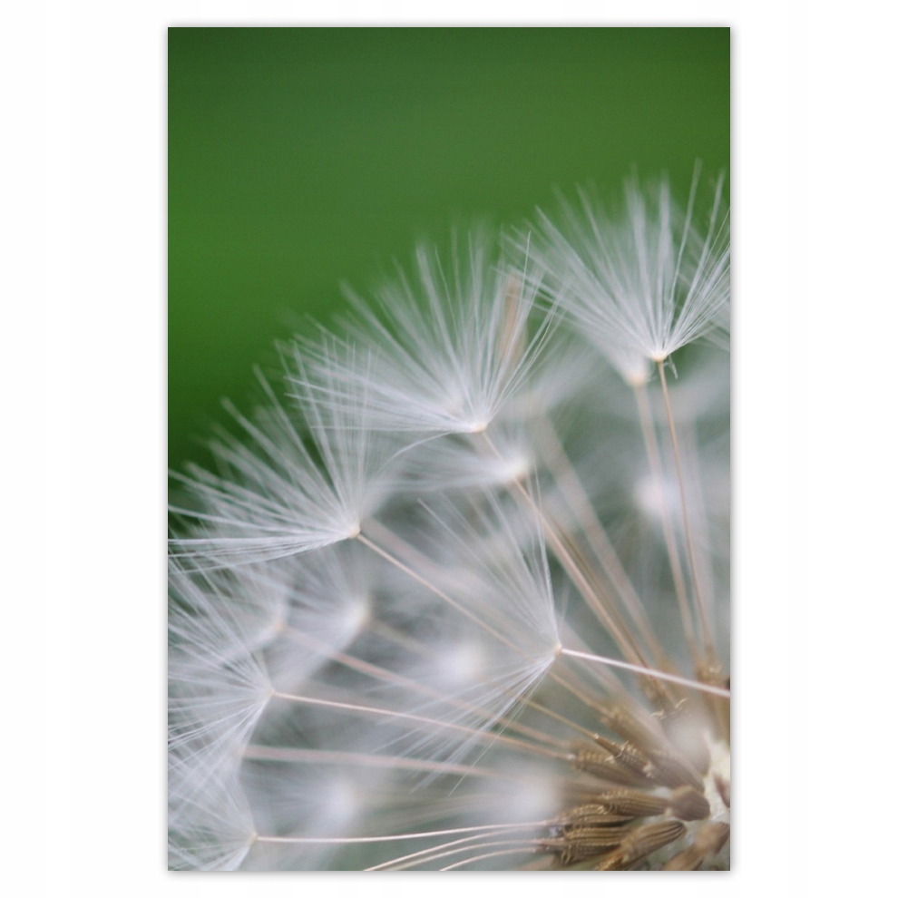 

Plakaty 62x93 Dmuchawiec Kwiat Kwiatki