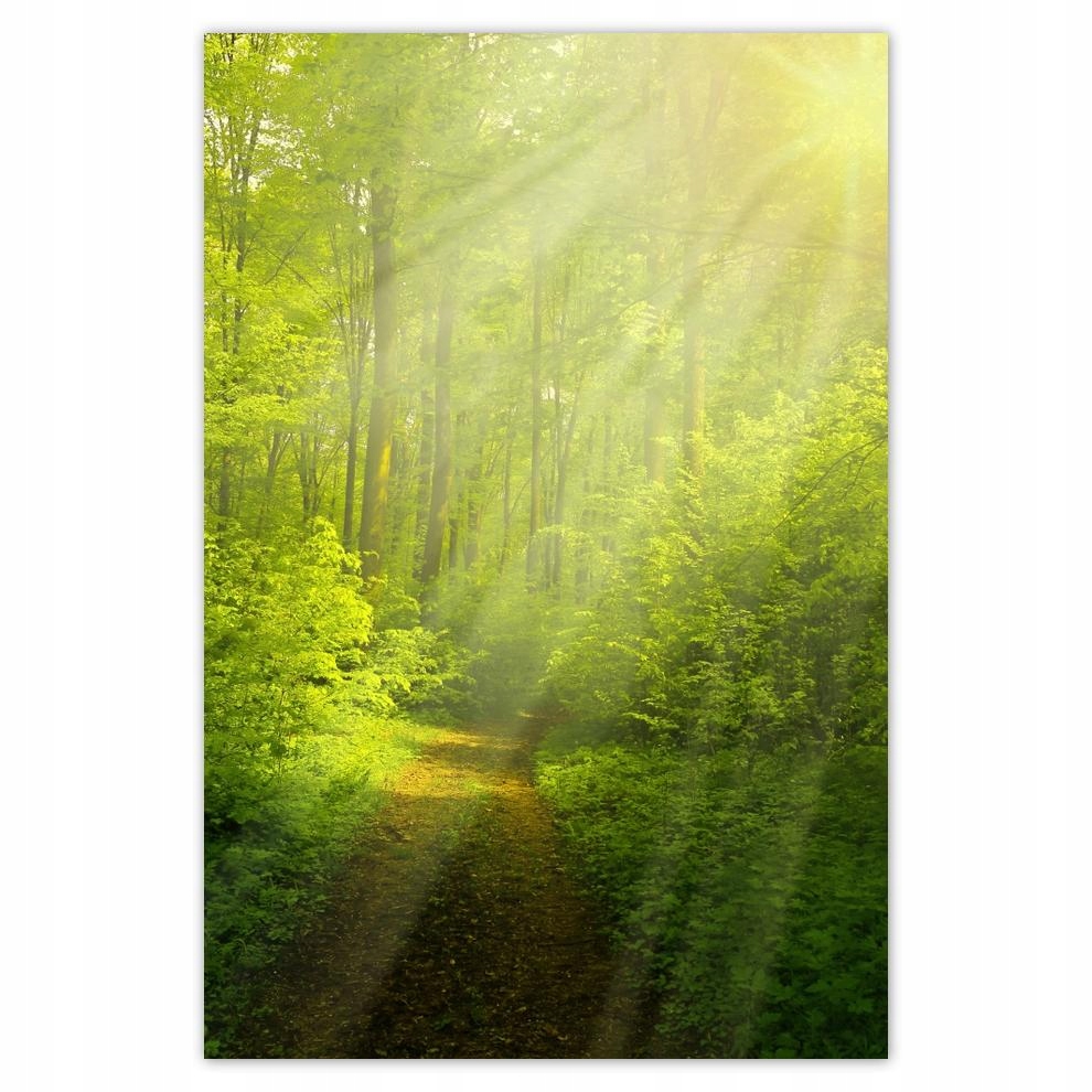 

Plakat 62x93 Magiczny las Promienie