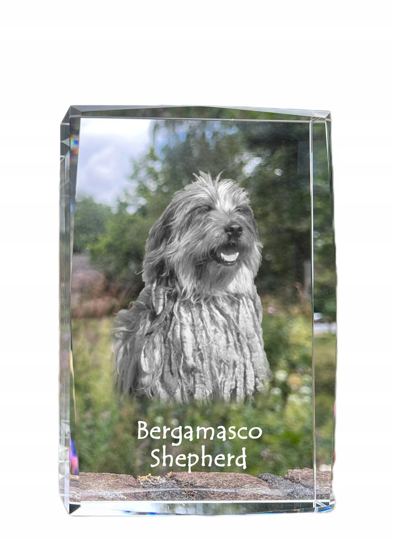 Bergamasco fotografia psa v kryštáli, suvenír, trofej, poďakovanie