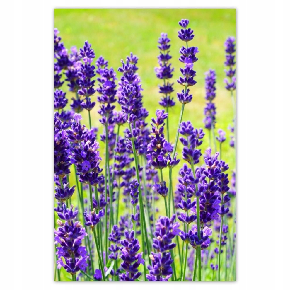 

Plakat 62x93 Kwiaty lawendy