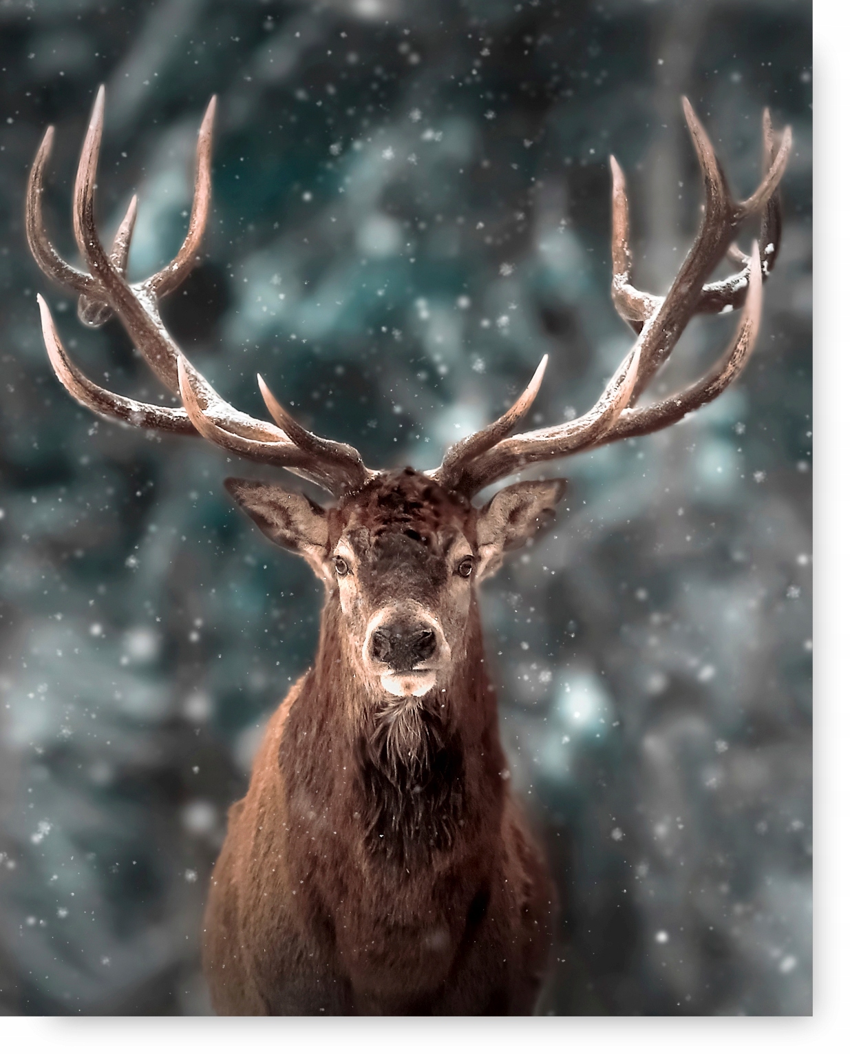 

Jeleń Zima plakat 40x50 cm #4C