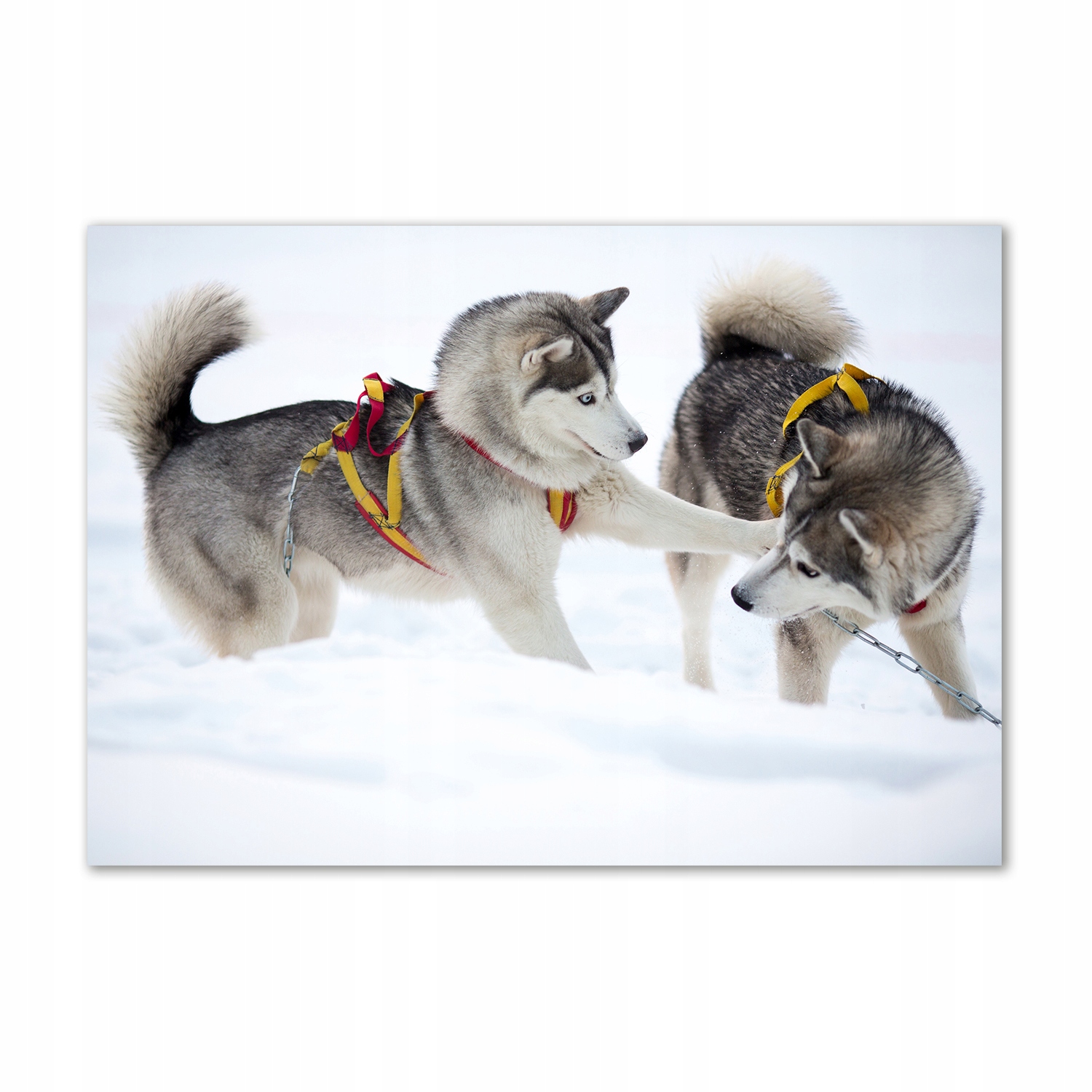 

Foto-obraz szkło hartowane Husky zimą 100x70