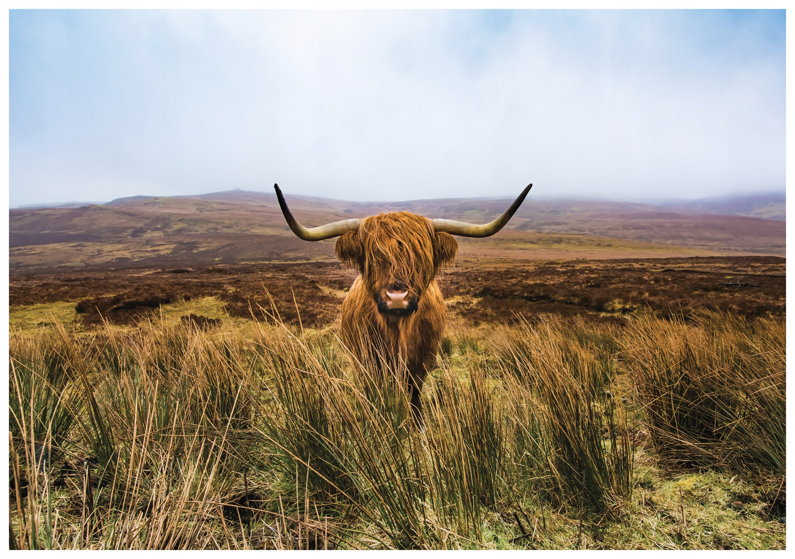 Vliesová fototapeta Býk v horách tráva kopce krajina 416x290 lepidlo
