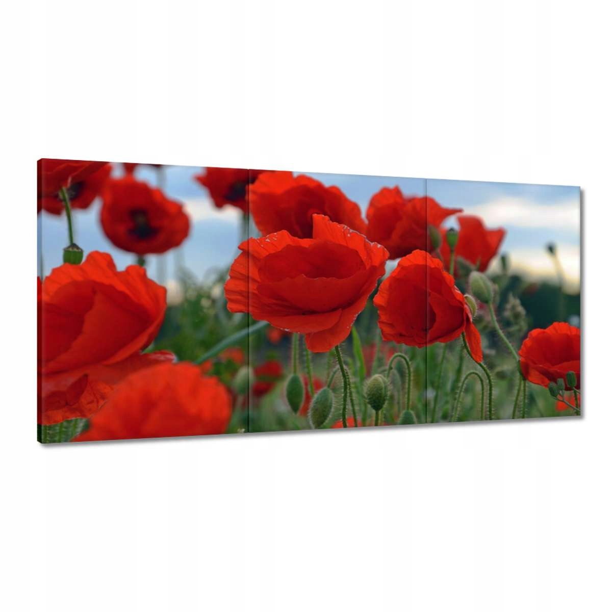 Obrazy 180x90 Poľné maky na pozadí oblohy