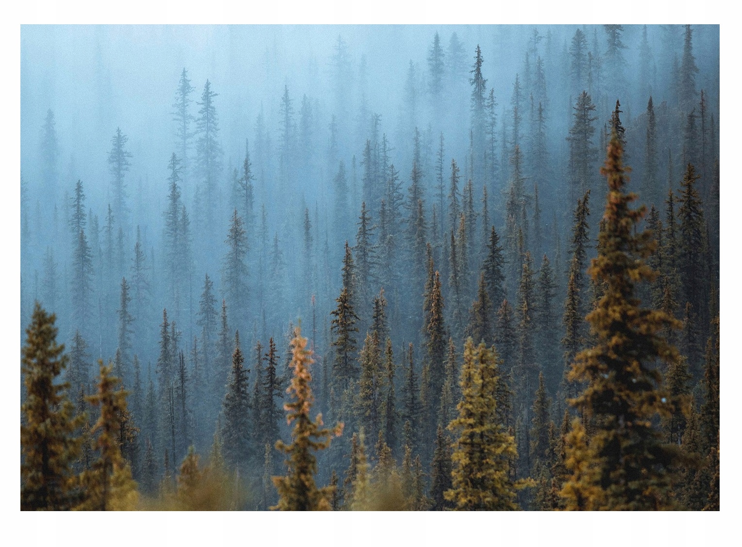 Fototapeta Les V Mlze 3D Ložnice Hory 312x219