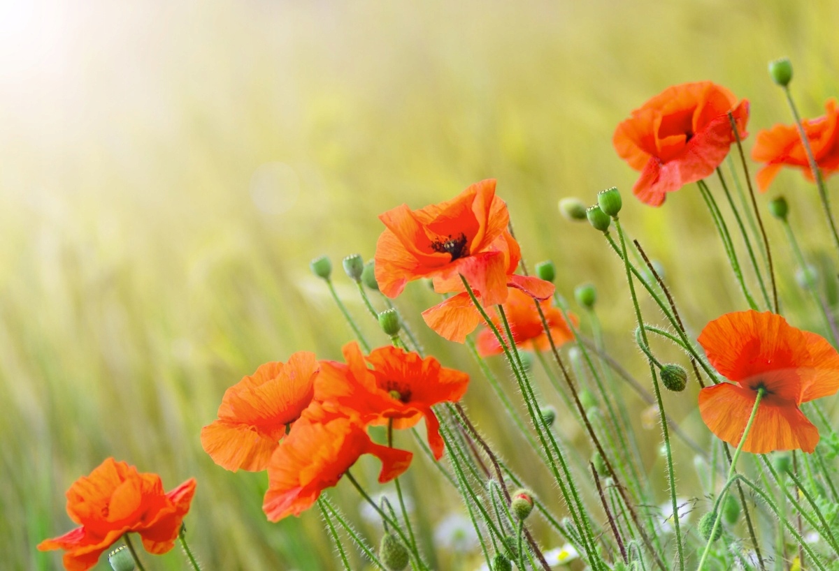 

Fototapeta Flizelinowa Maki - 104x70