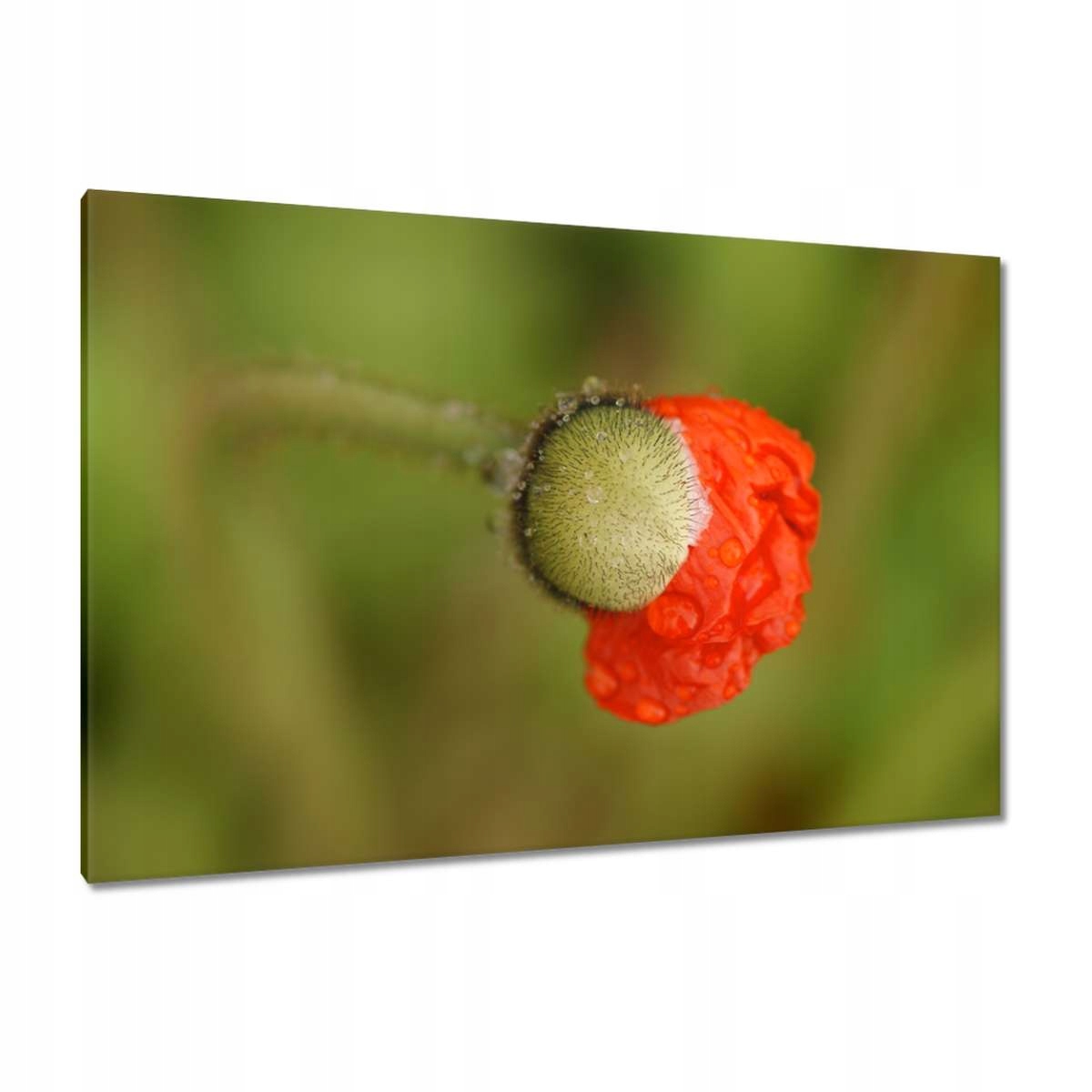 Obrazy 120x80 Mák Máky Květiny