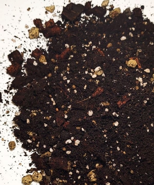 Podłoże do figowców, ficusów