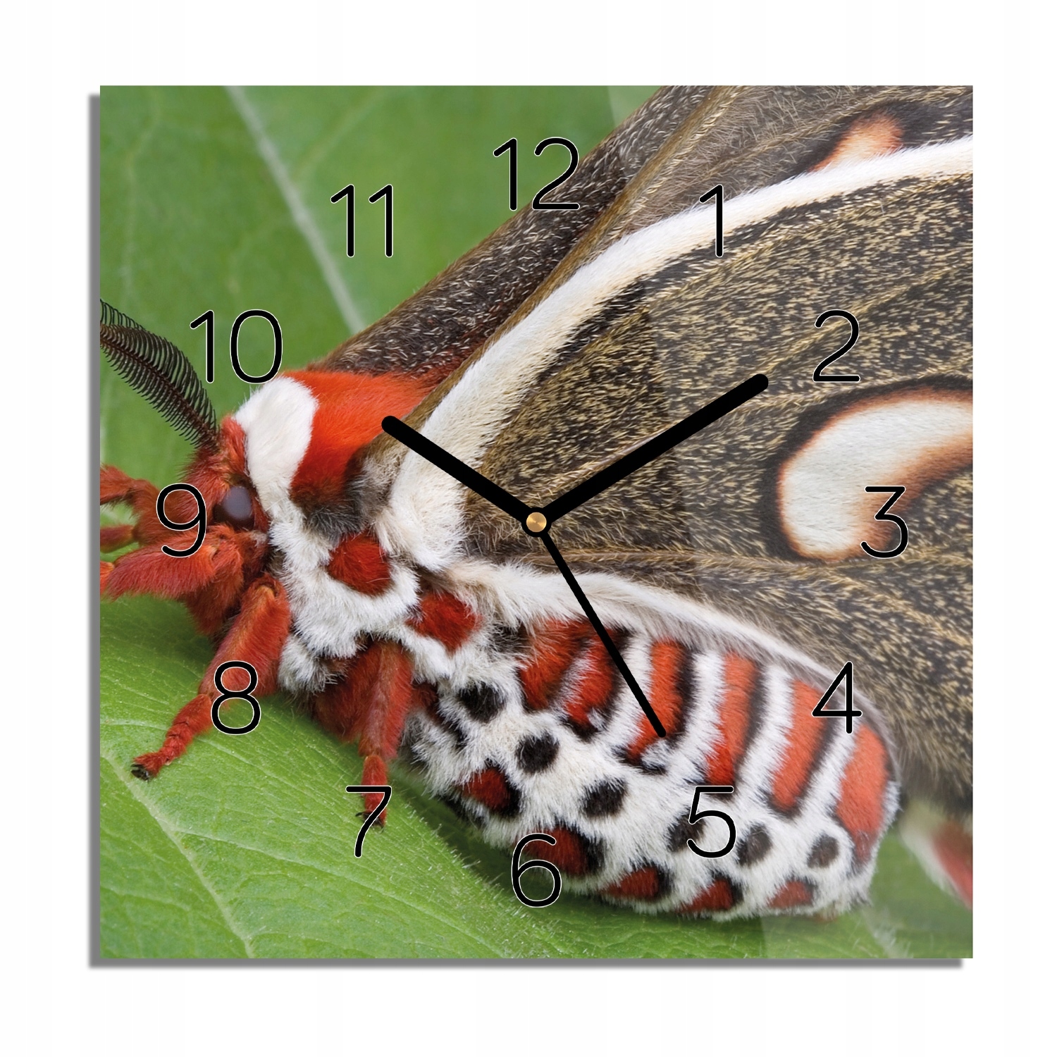 

Czerwony motyl owad zegar szklany ścienny 30x30