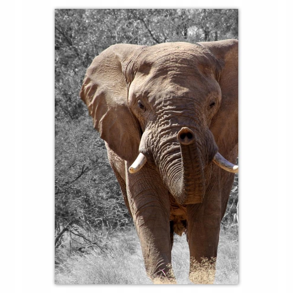 

Plakat 62x93 Wielki słoń