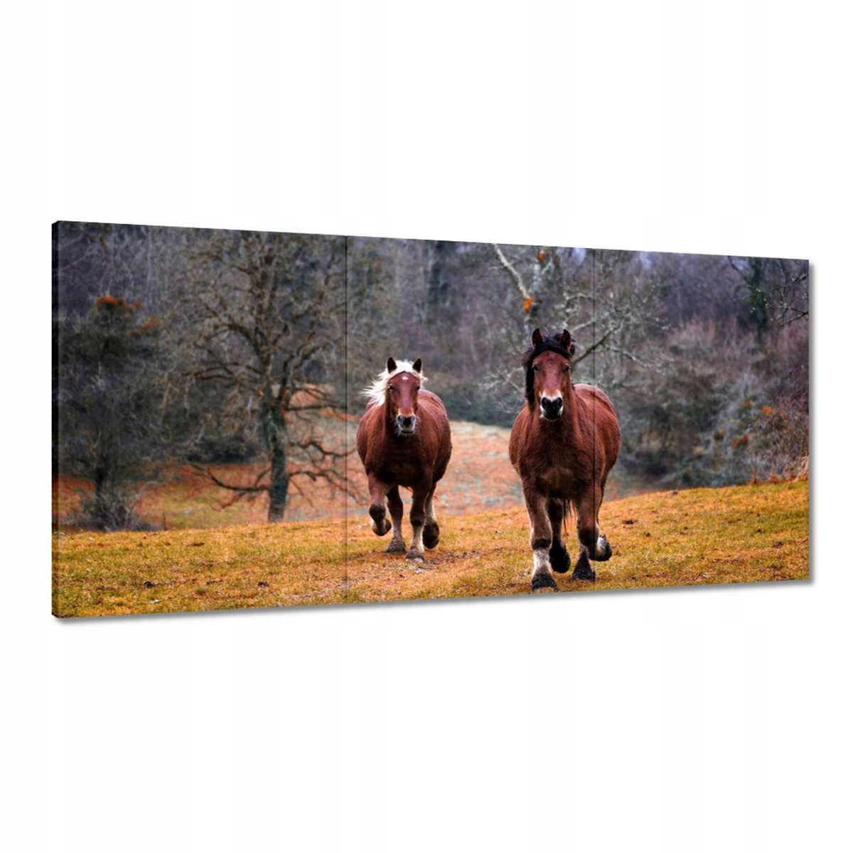 Obrazy 180x90 Kôň Kone Jazdenie