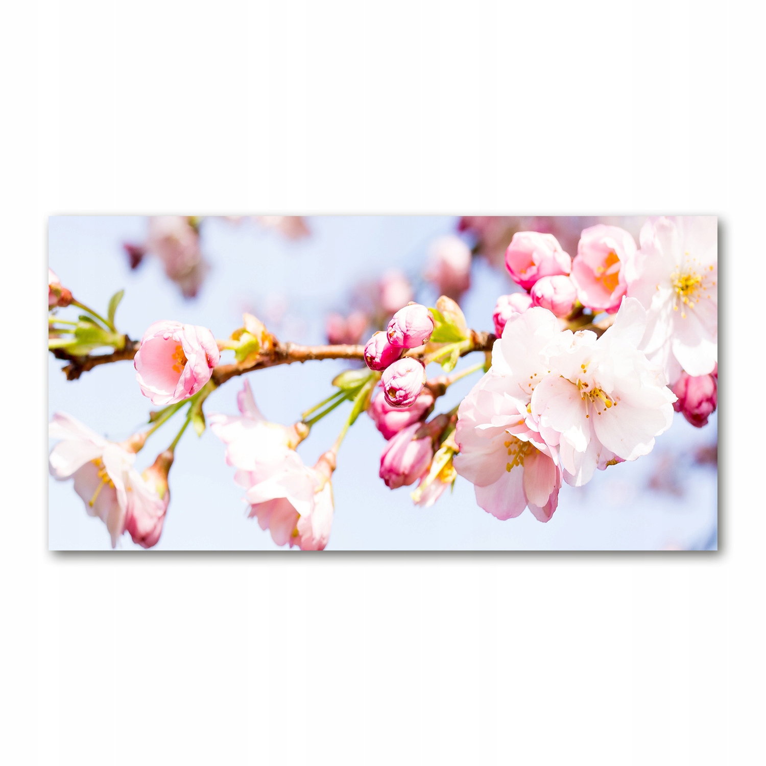 

Foto obraz akrylowy Kwiaty wiśni zdjęcie 140x70 cm