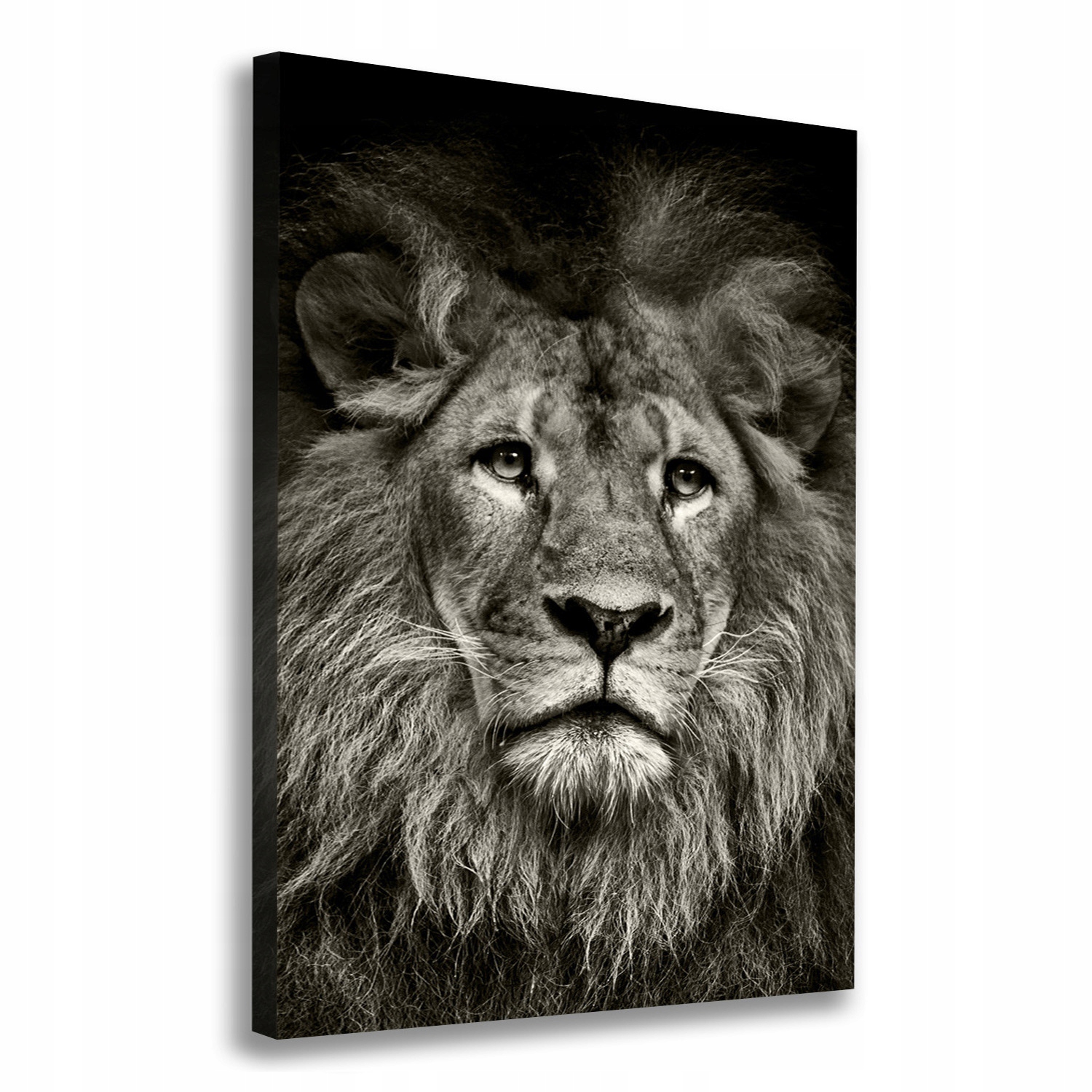 

Foto obraz canvas na ramie do salonu Lew 70x100 cm