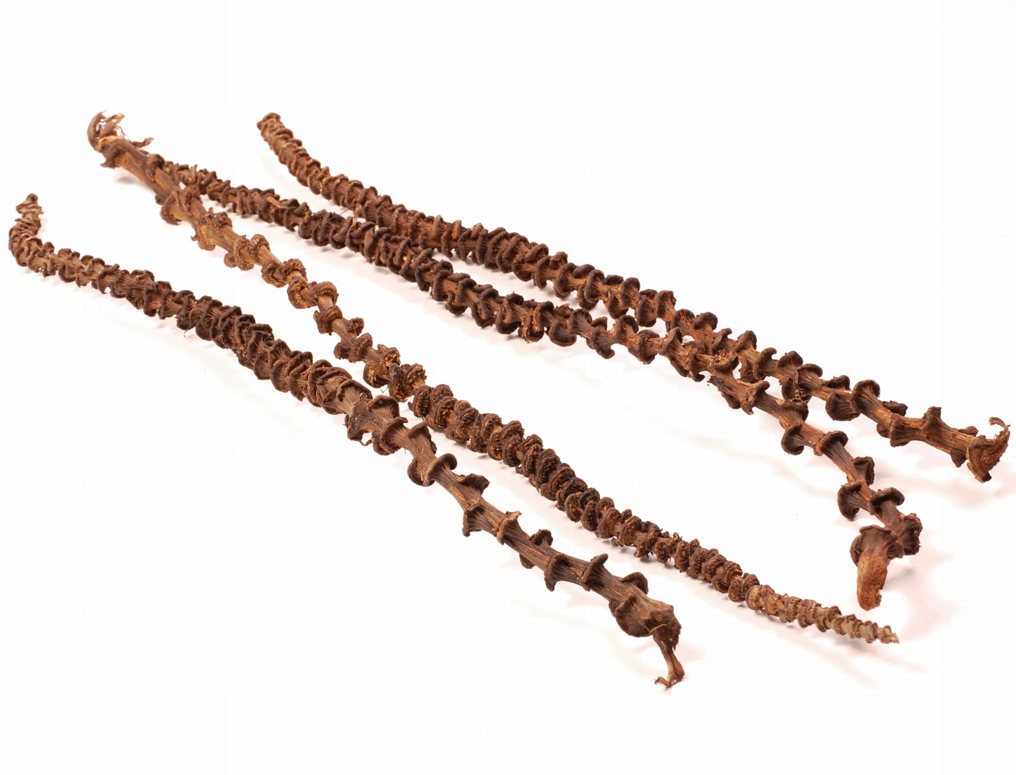 Levně Bidýlko Parrot Planet 25 x 60 cm