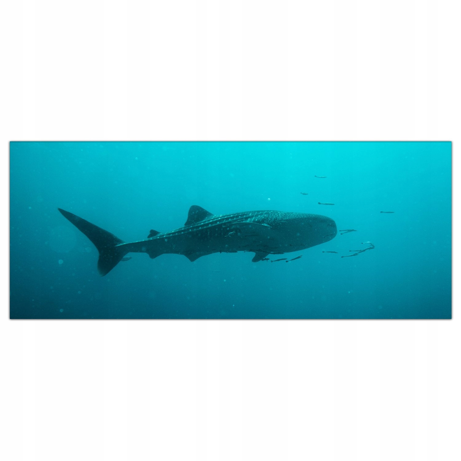 

Obraz Szklany Foto-obraz Orka Ocean Morze 125x50