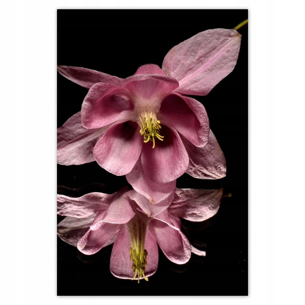 

Plakaty 62x93 Dzień Kobiet Prezent Love