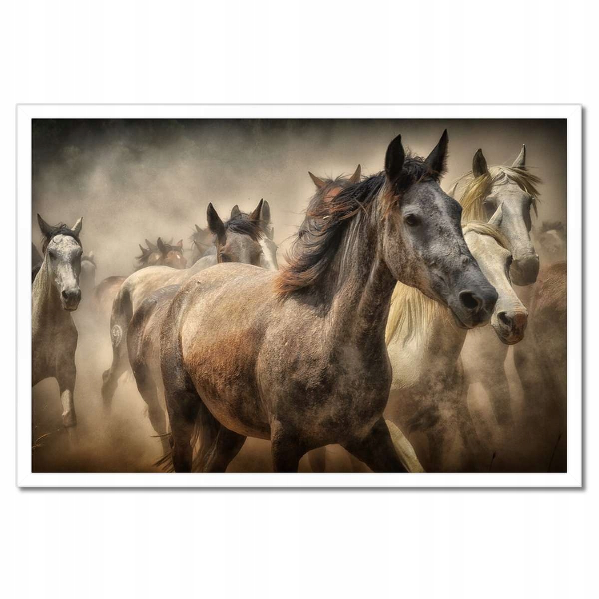 Plakáty v rámu 60x40 Divocí koně Koníci Galop