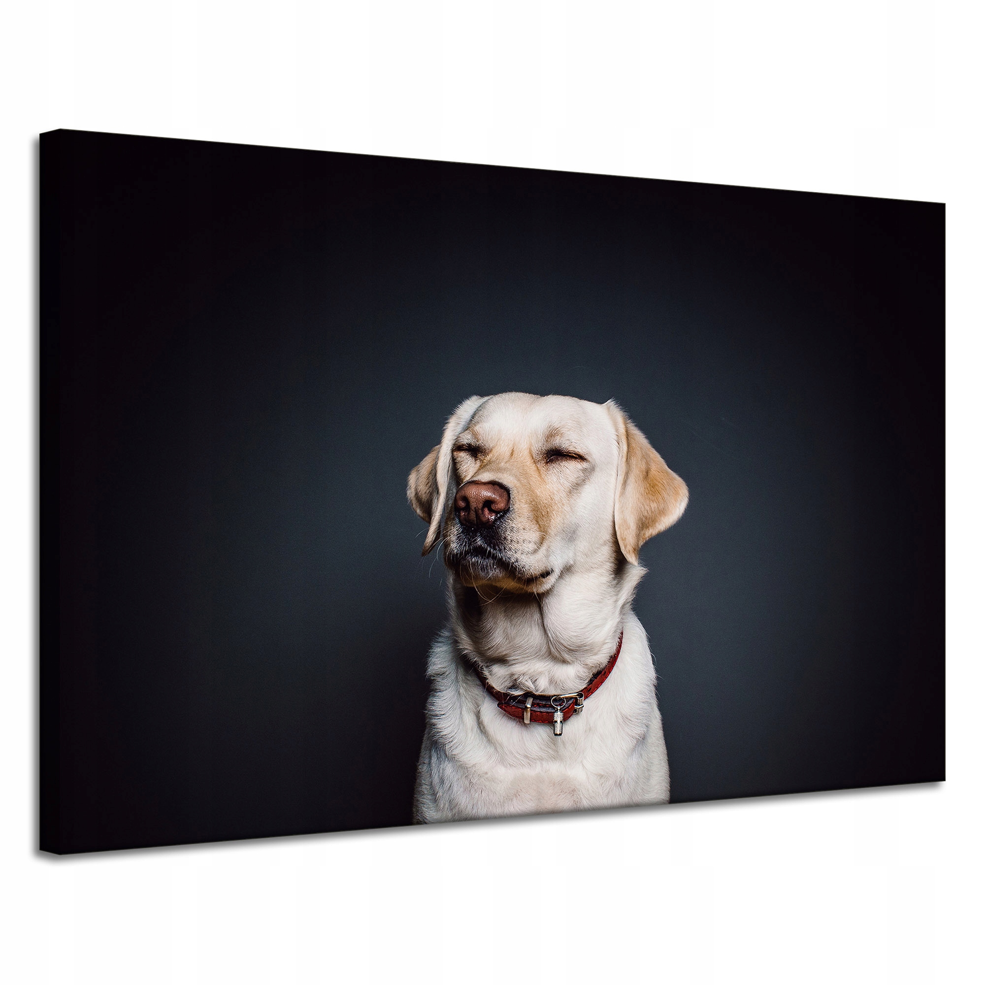 Obraz na plátně Zvířata Labrador Obojek 120x80