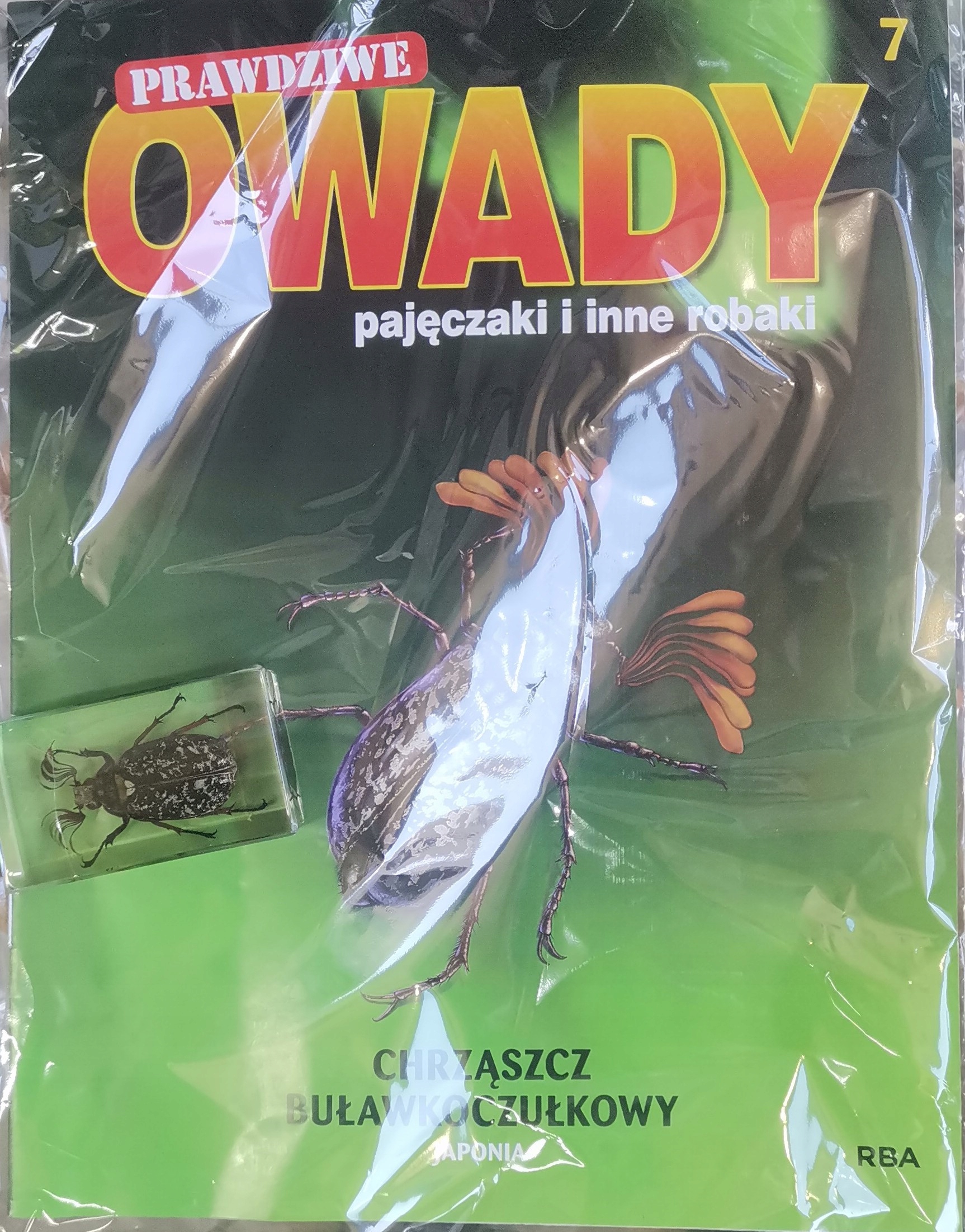 PRAWDZIWE OWADY 7 / 2026 - Chrabąszcz Buławkoczułkowy - Japonia