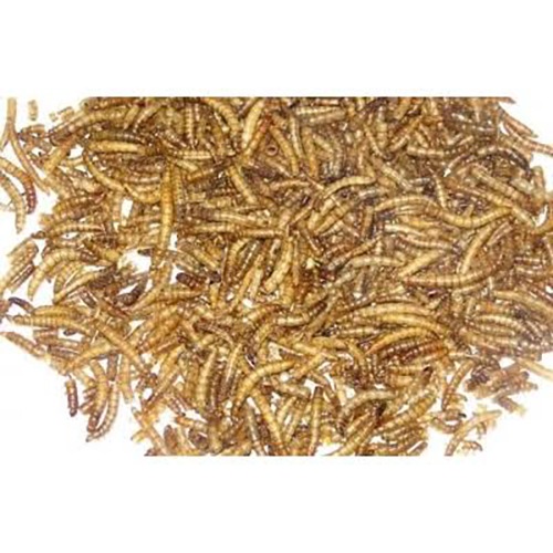 Balmax, Sušené larvy moučníku, moučník, Mealworm, krmivo pro ryby, 5000 g