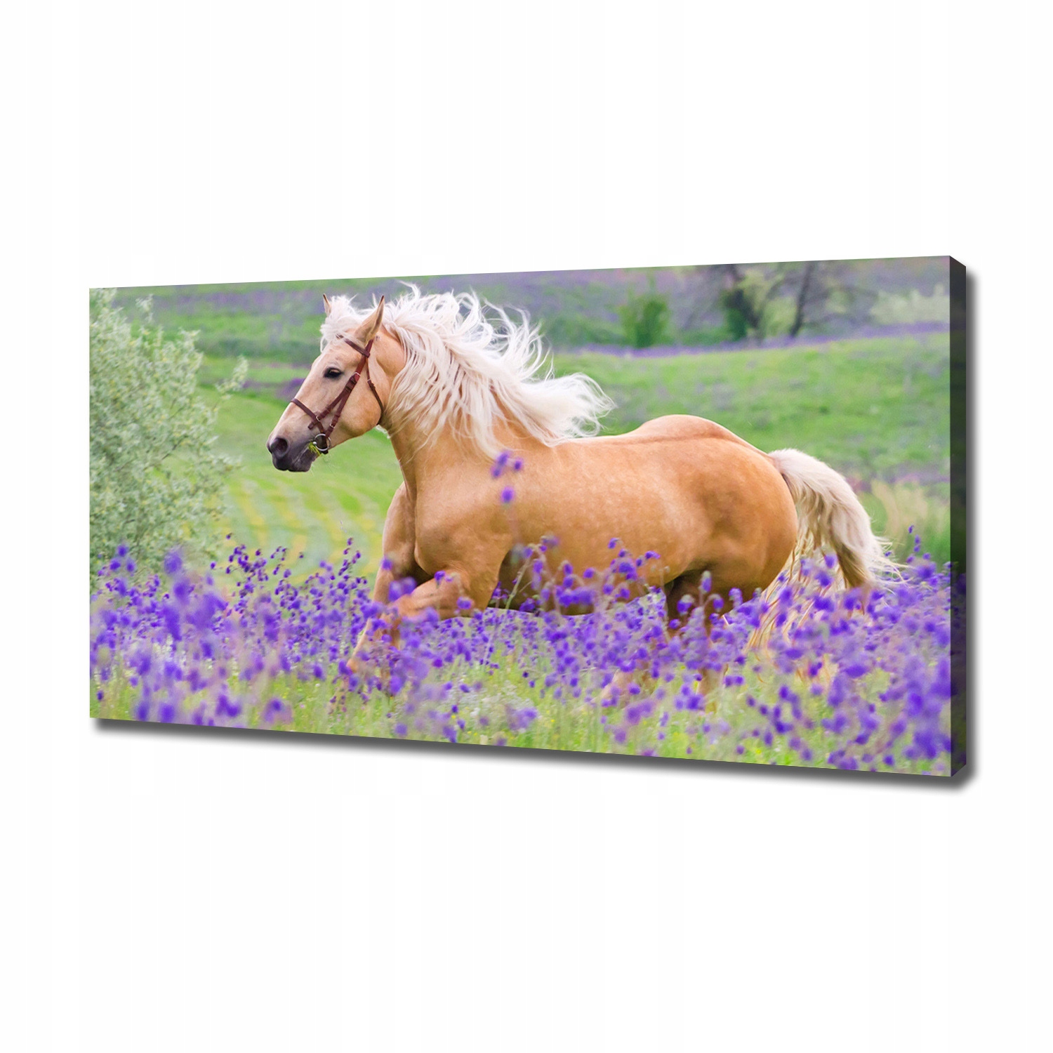 

Foto obraz na płótnie Koń na polu lawendy 120x60cm