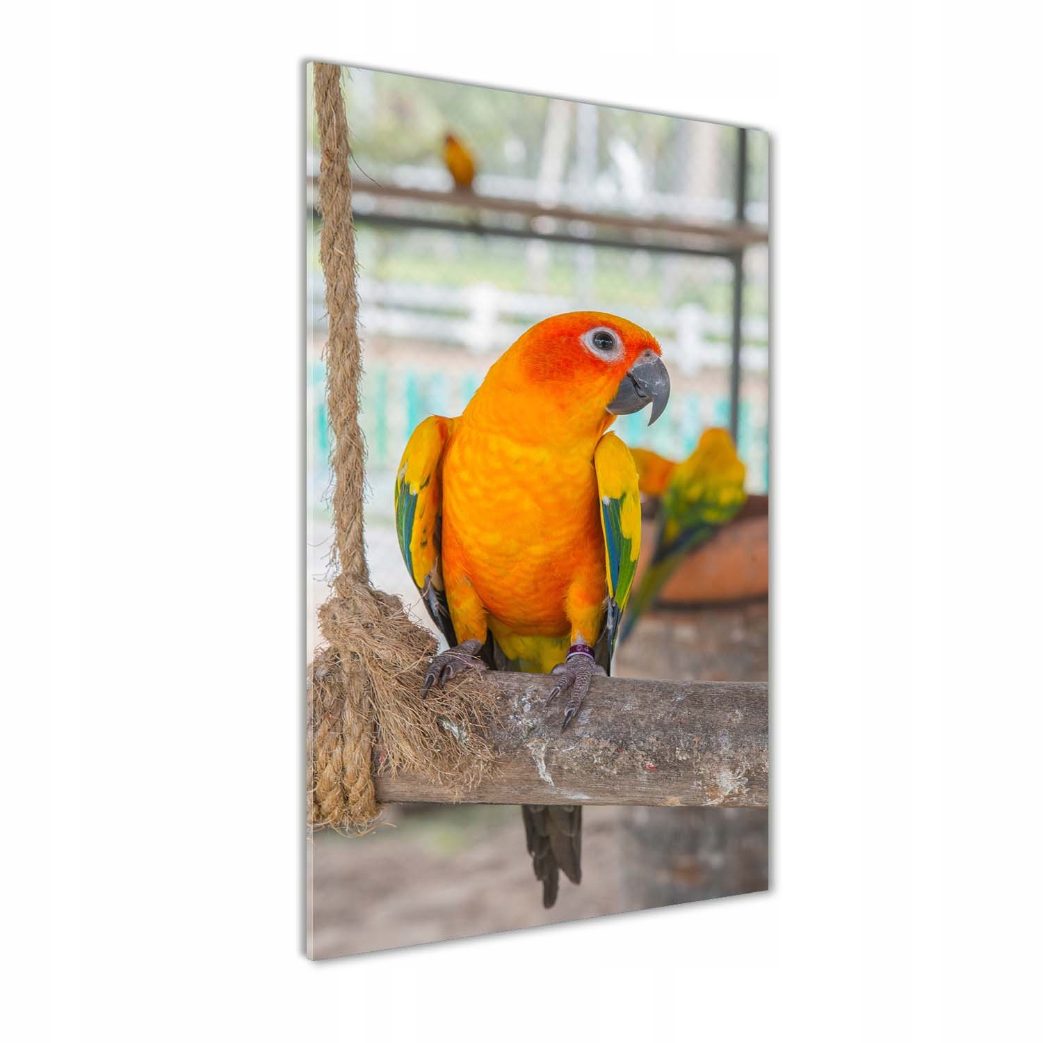 

Foto obraz szkło akrylowe na ścianę Papuga 70x140