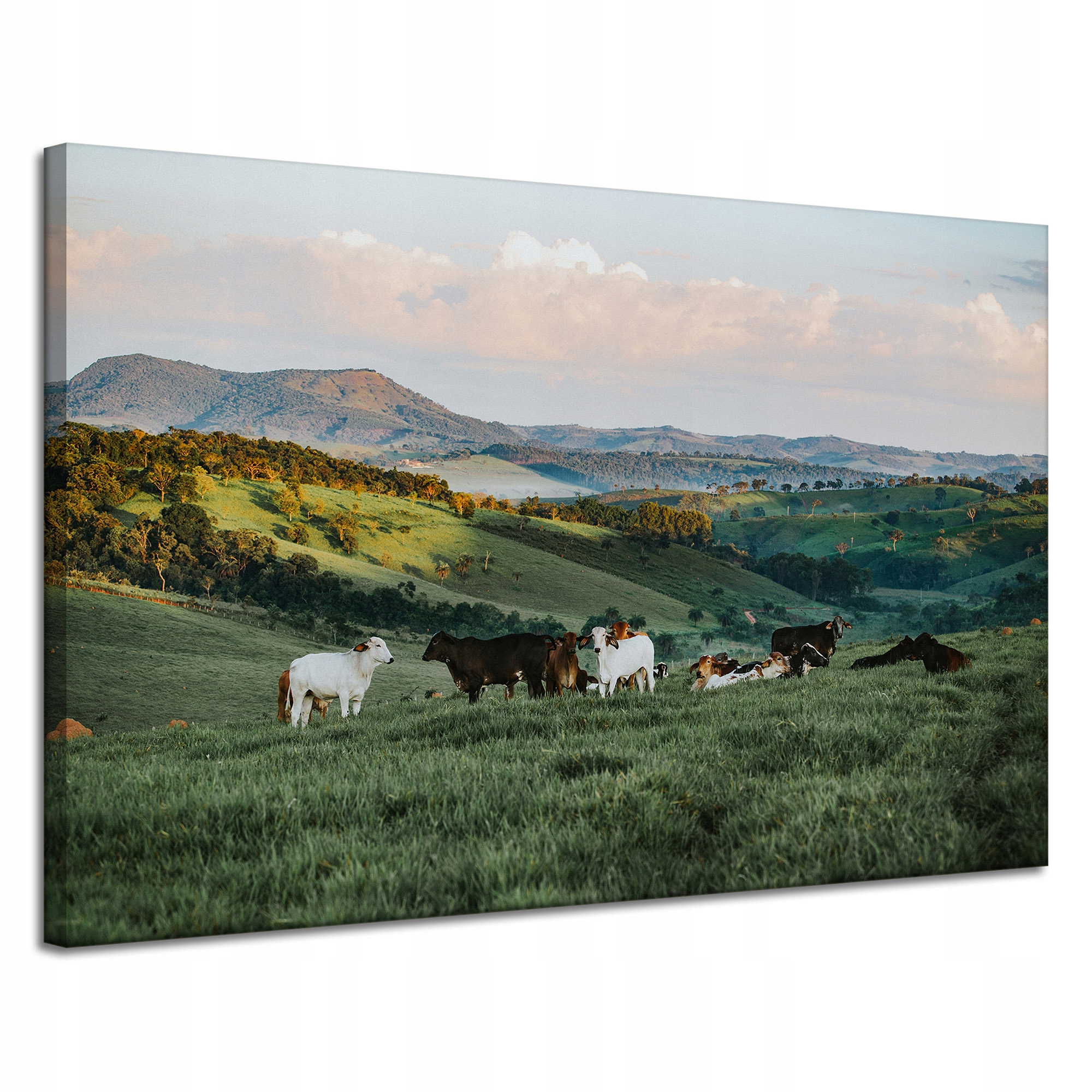 Obraz na plátně Příroda Pastvina Hory Ovce 120x80