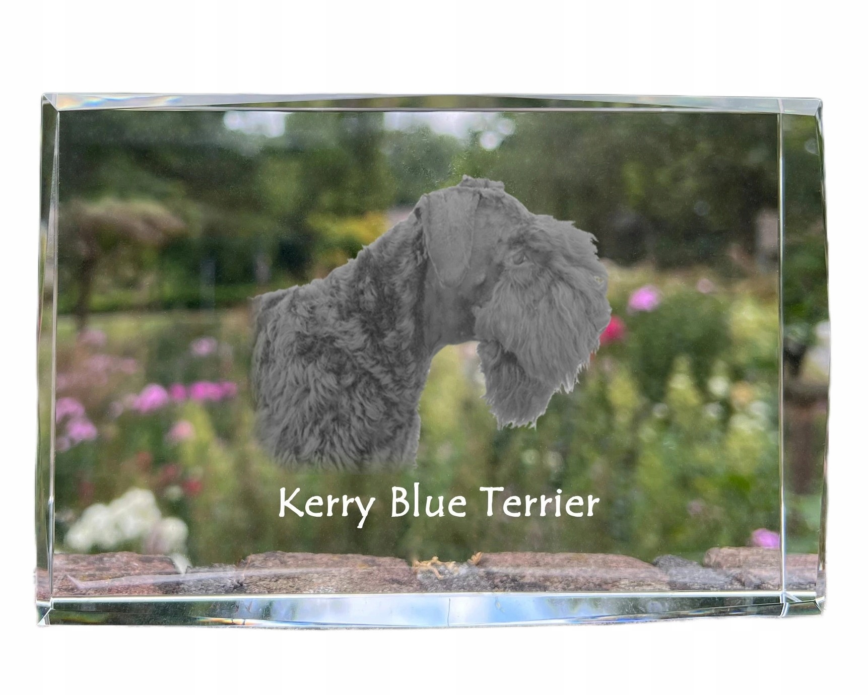 Kerry Blue Terrier fotografia psa v kryštáli, suvenír, trofej poďakovanie