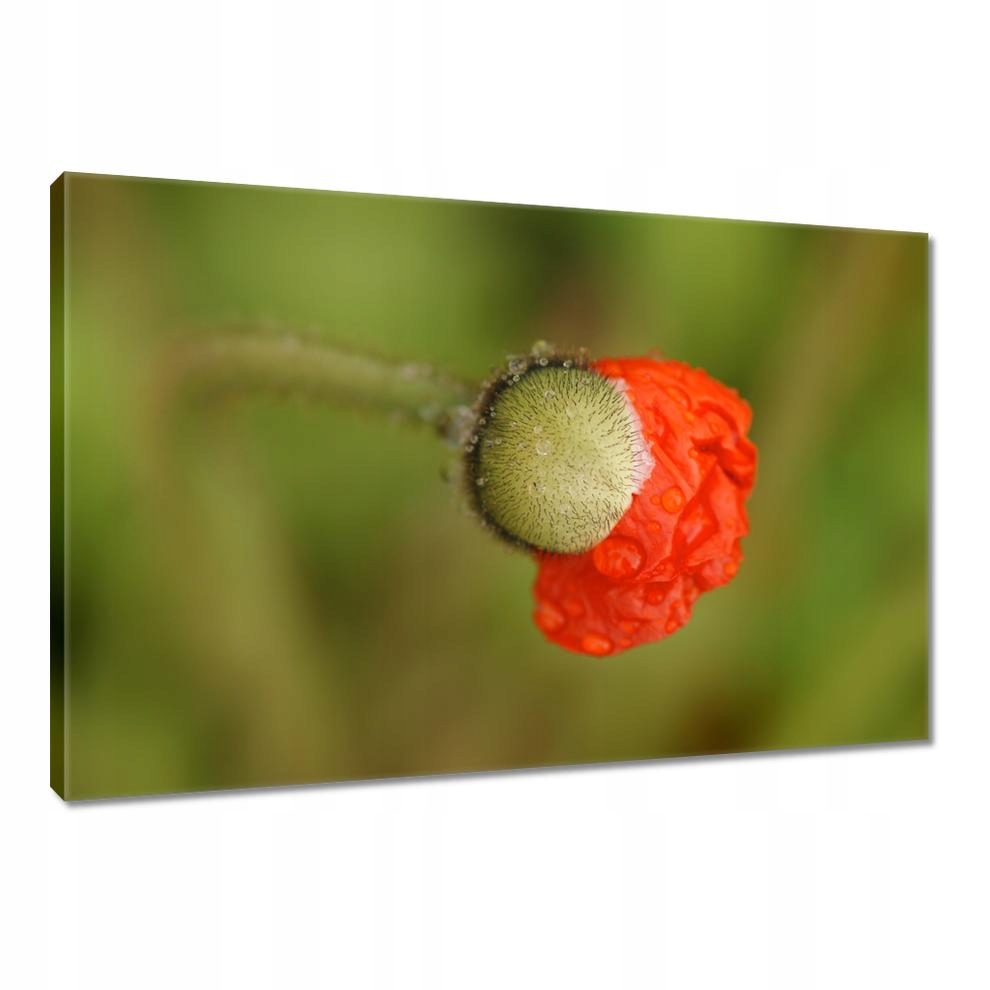 

Obrazy 90x60 Mak Maki Kwiaty Kwiatki