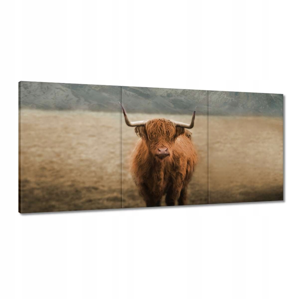 Obrazy 210x100 Ako Rohový Hovädzí dobytok Rohy