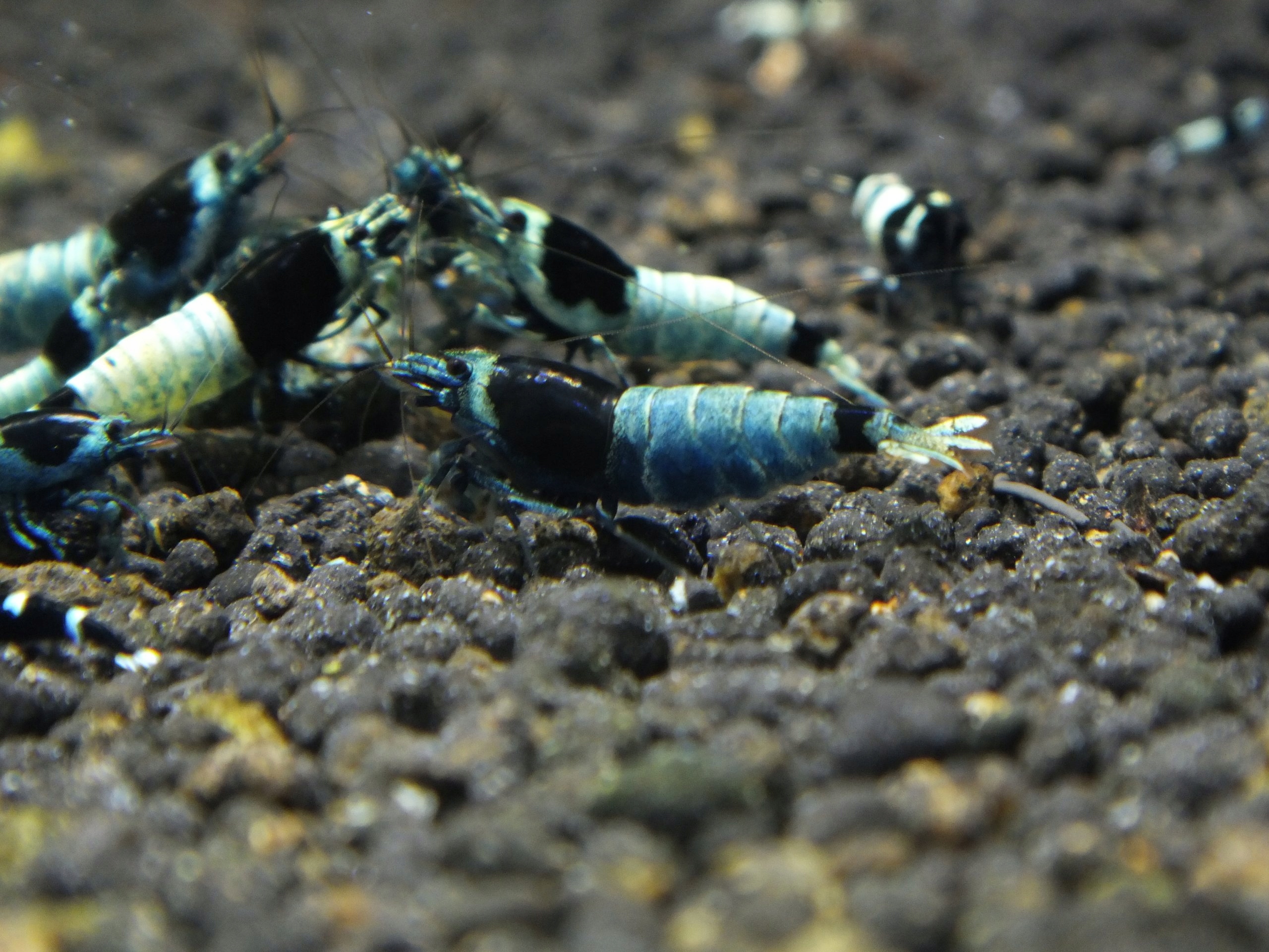 Krewetki TAIWAN BEE MOSURA BLACK Caridina od STAN SHRIMPS