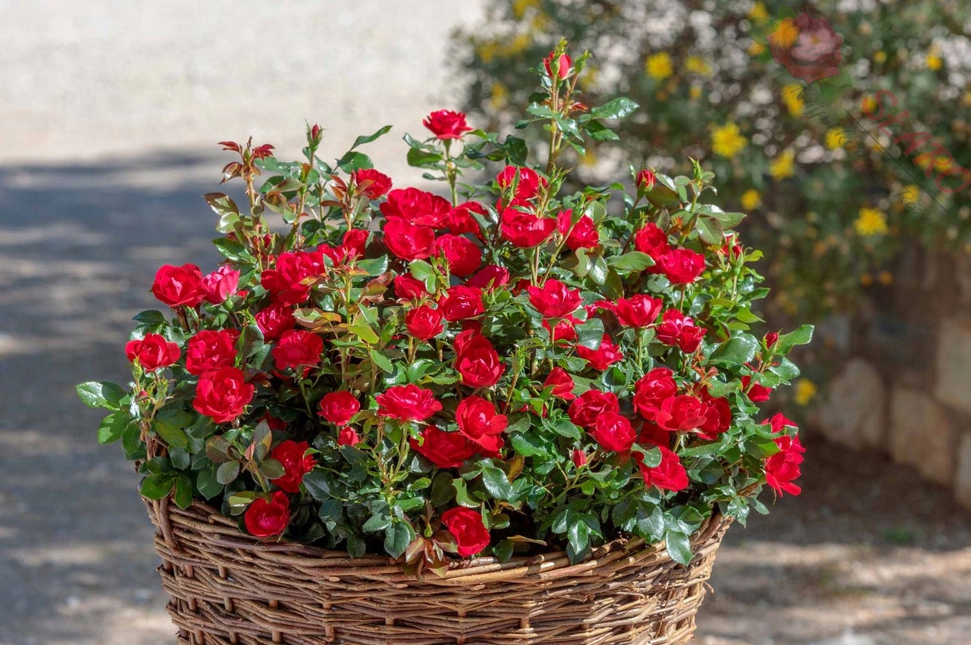 'Zepeti' - Róża miniaturowa ZDROWA OBFICIE KWITNĄCA MEILLAND DONICA 3 LITRY