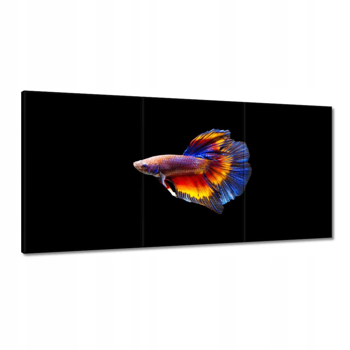 Obrazy 180x90 Bojové ryby černé pozadí