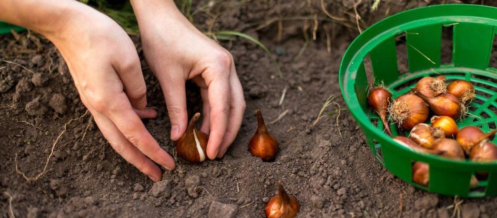 KOSZYCZEK DO SADZENIA CEBULEK fi200 OSŁONKA 5szt Maks. szerokość 20 cm