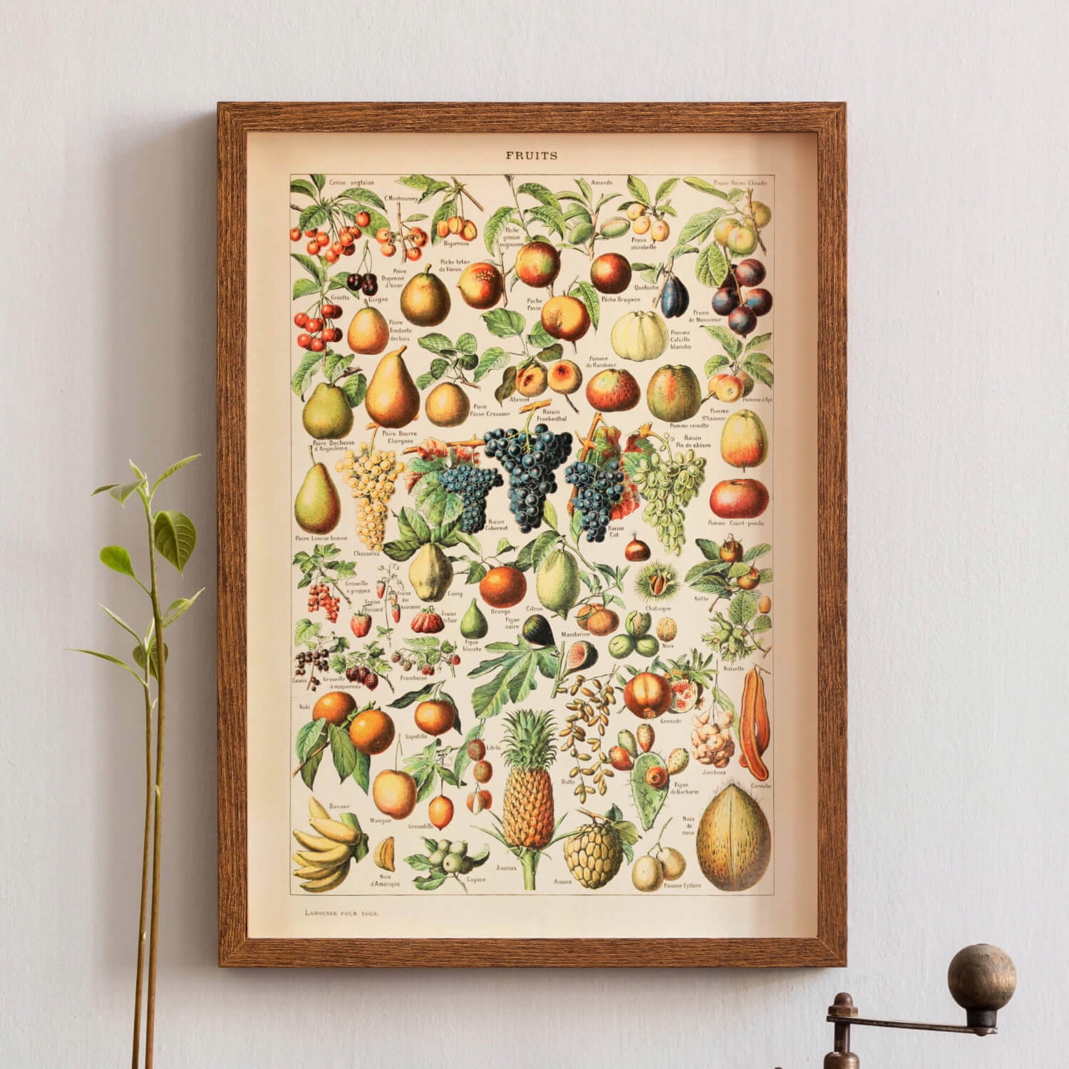Owoce Fruits plakat A2 vintage Marka inna