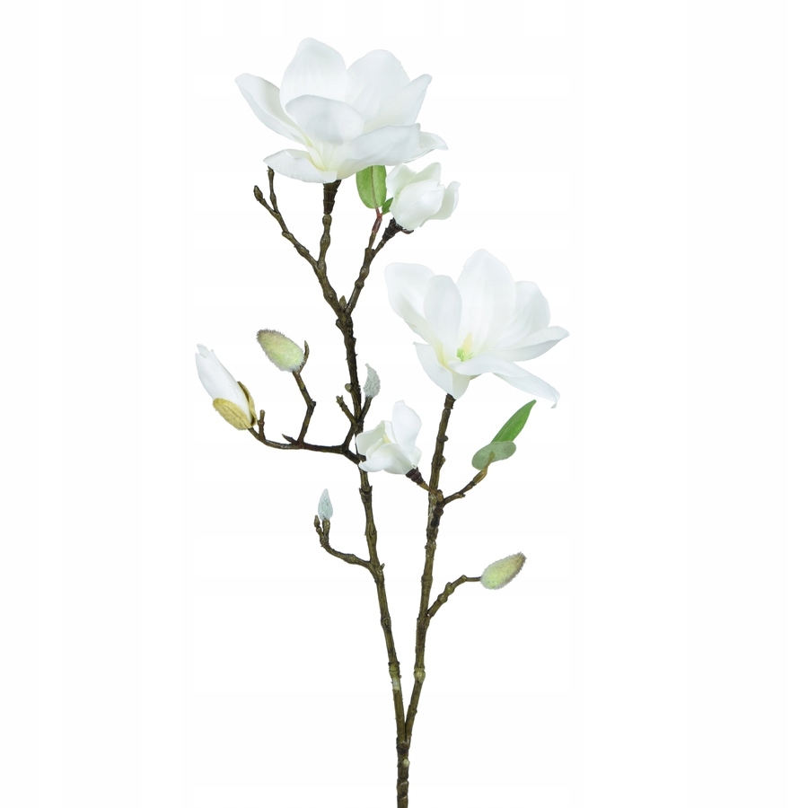 

Magnolia gałązka 75 cm