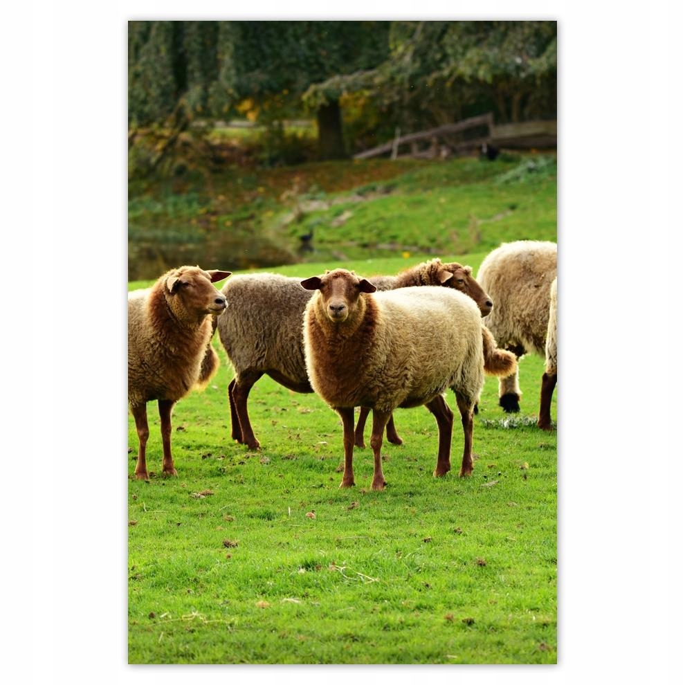 

Plakat 62x93 Wypas owiec Owieczki Owce