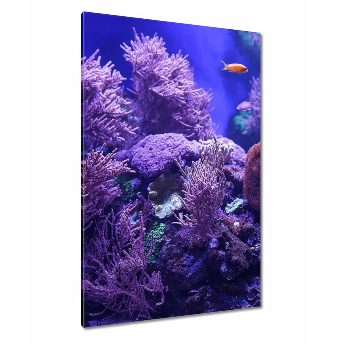 Obrazy 80x120 Podmořský svět