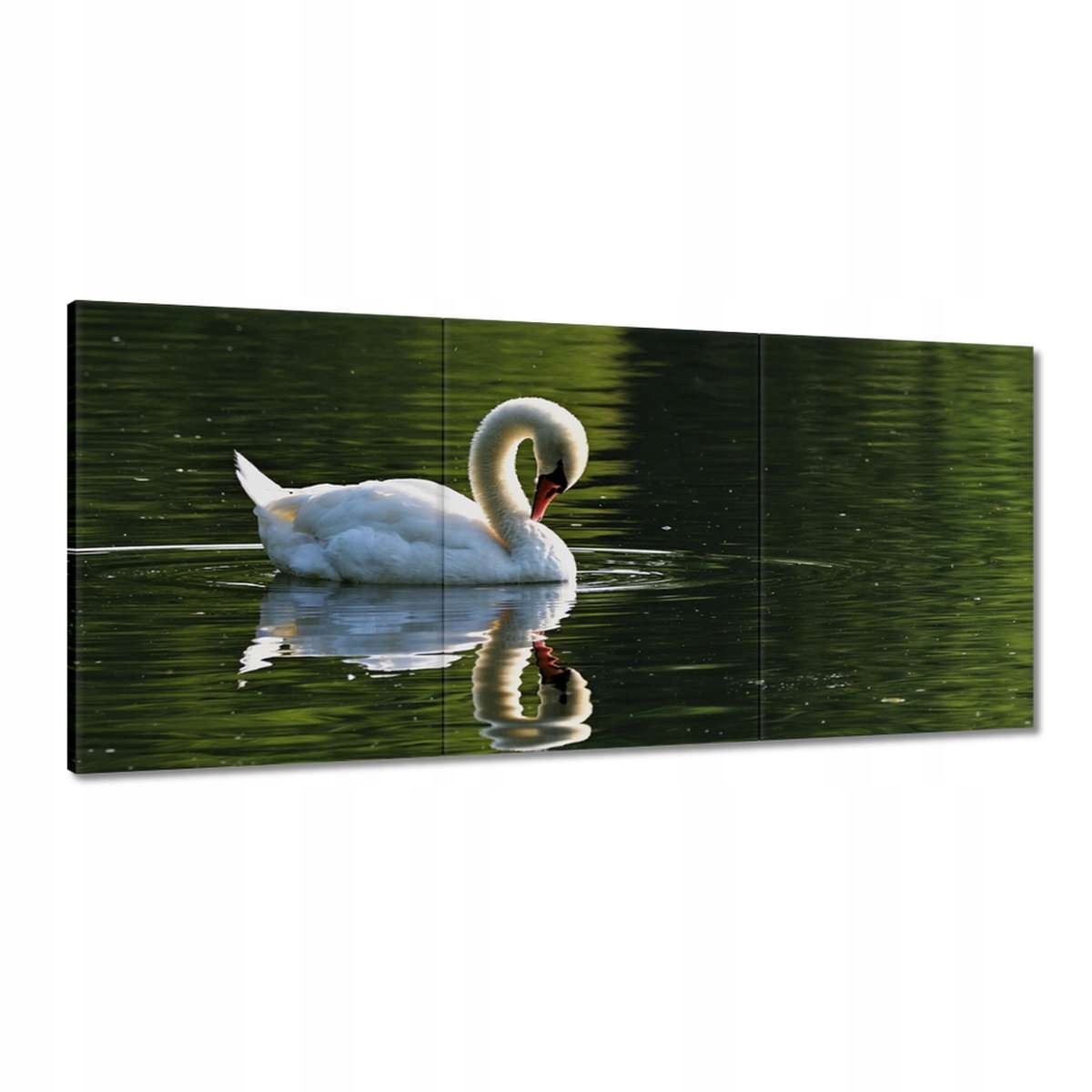 Obrazy 150x70 Labuť
