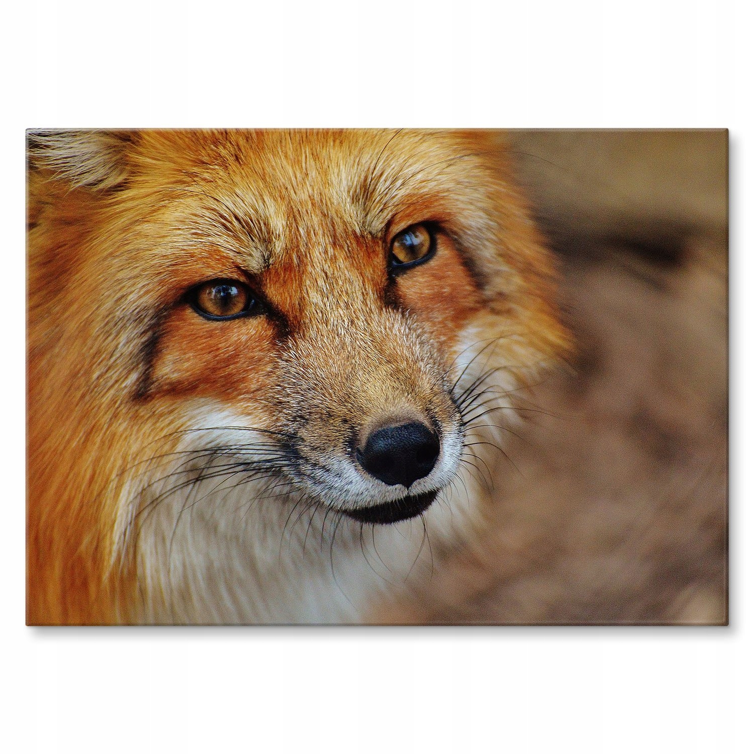 Kovový plakát Pohled lišky Dárek 22 x 31 cm