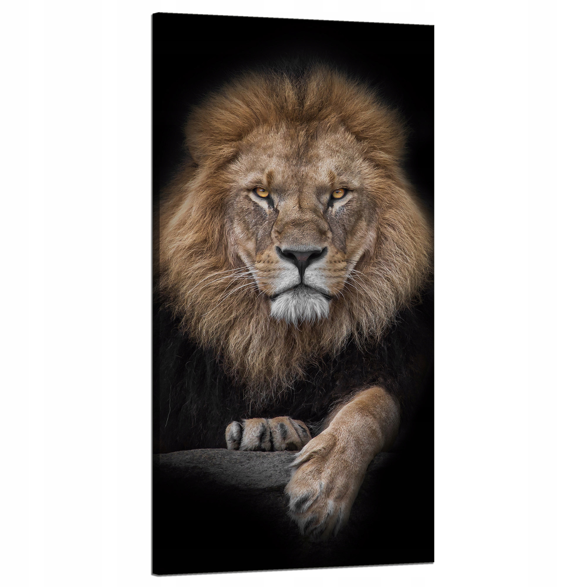 Obraz na plátně Šedý lev Tvář Divočina 60x120 cm Ideální jako dárek