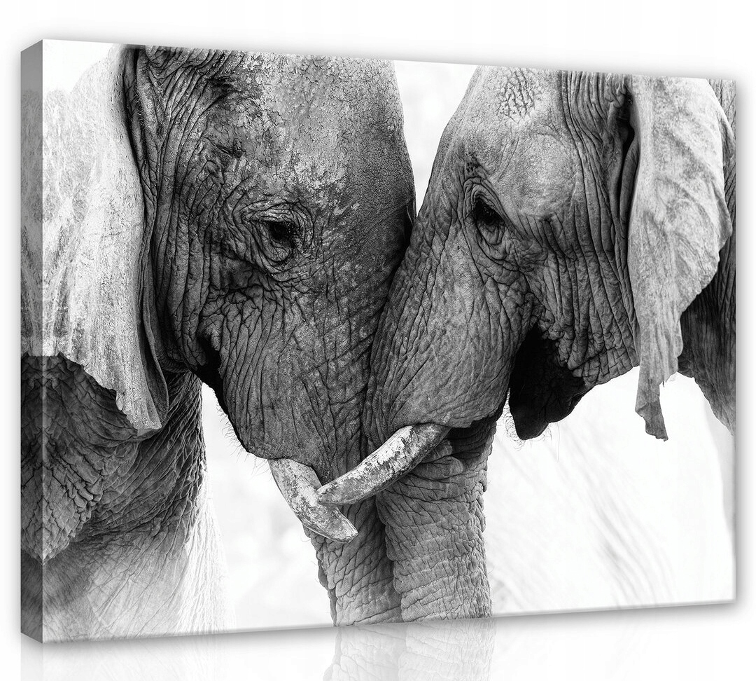 Obraz Na Plátně Canvas 100x75 Slon Sloni