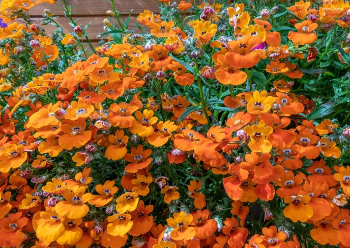 653. Nemezja powabna Orange Prince