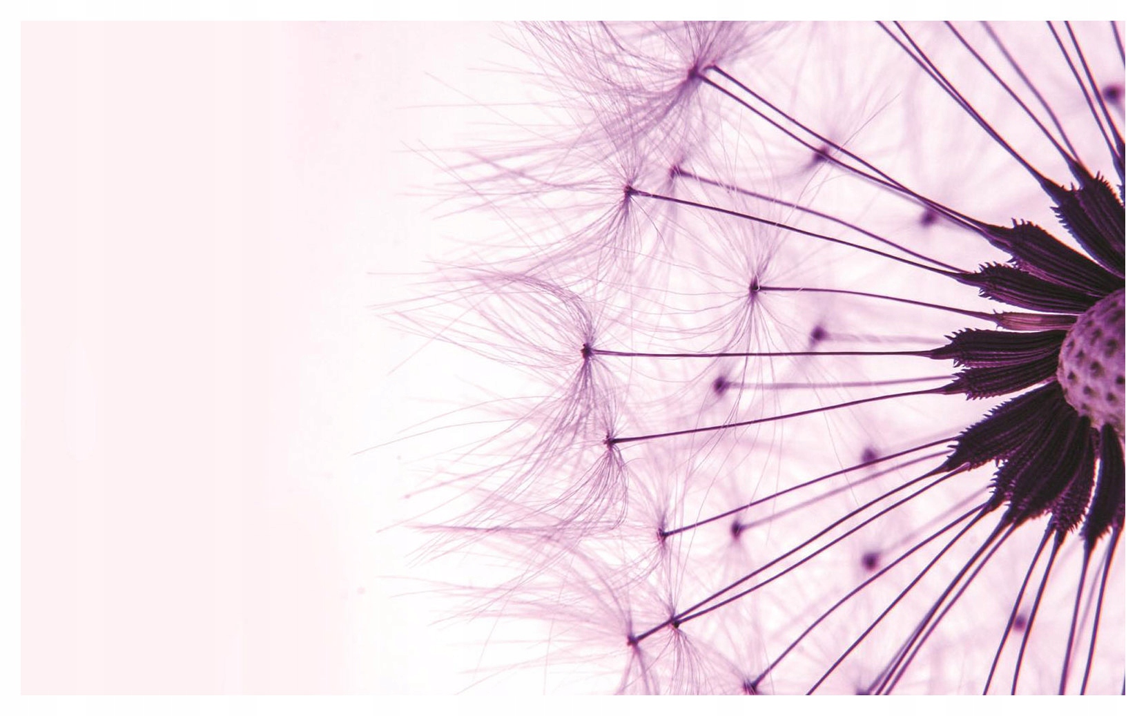 Fototapeta Púpava Jemné pastelové makro plechovky 416x254 lepidlo